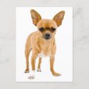 Search for chihuahua cards Puppy