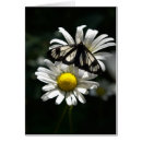 Search for moth photography Animal