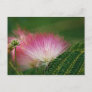 Search for silky postcards Flowers