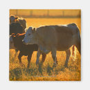 Search for pasture magnets Outdoors
