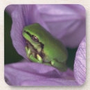 Search for tree frog barware Wildlife