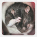 Search for funny rat stickers Rodent