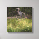 Search for heron canvas prints Nature