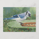 Search for bluejay postcards Garden
