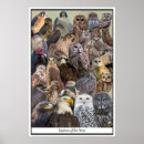 Search for vulture posters Birds of prey