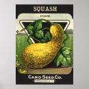 Search for squash posters Vegetables