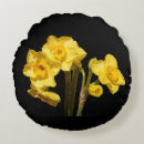 Search for jonquils Narcissus