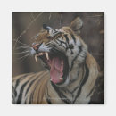 Search for yawning magnets Wildlife