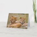 Search for lion and cub cards Safari