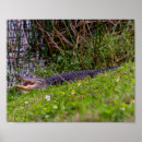 Search for wetland posters Alligator