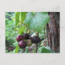 Search for muscadines Grapes