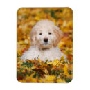 Search for mixed breed magnets Animal