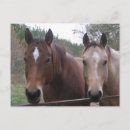 Search for pleasures postcards Horse