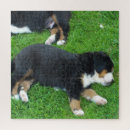 Search for dog breeds puzzles Pet