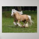 Search for gypsy horse posters Animal