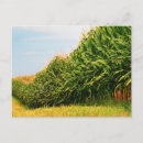 Search for crops postcards Farm