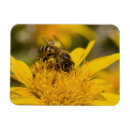 Search for pollen magnets Animal