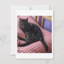 Search for cat vertical note cards Pets