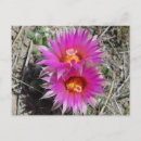 Search for desert flowers postcards Cacti