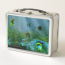 Search for fish lunch boxes School