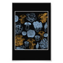 Search for morel posters Forest
