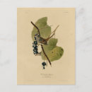 Search for birds of america postcards Illustration