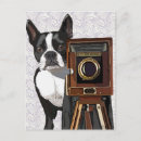 Search for boston postcards Terrier dog