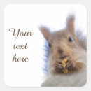 Search for walnut stickers Funny