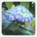 Search for blue hydrangea stickers Botanical