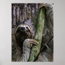 Search for sloth hang in there posters Animals