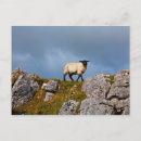 Search for white sheeps postcards Black