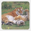 Search for bengal stickers Wildlife