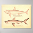 Search for zoology posters Antique