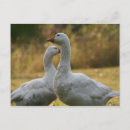 Search for photography photograph postcards Animals