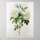 Search for hyacinthe posters Flowers