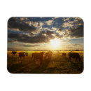Search for cattle photography Sunset