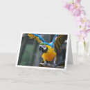 Search for parrot mothers day cards Birds