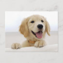 Search for golden retriever puppies postcards Animal