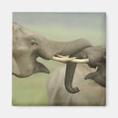 Search for tusks magnets Wildlife
