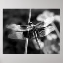 Search for dragonflies photography Garden