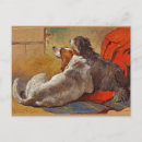 Search for bearded collie Animals