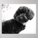Search for poodle art posters Dog