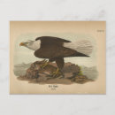 Search for prey postcards Audubon