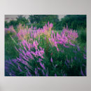 Search for purple butterfly posters Floral