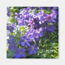 Search for clematis magnets Floral