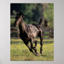 Search for warmblood posters Breed