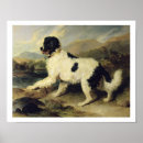 Search for newfoundland dog posters Landseer