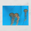 Search for nettle Jellyfish