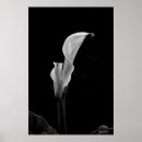 Search for calla art Fine