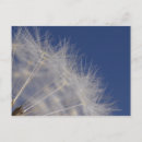Search for fragile postcards Nature